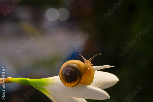 macro Small brown snail on a twig, Snail crawling on a leaf and twig taken at close range.
Snail on a lily, Snail on a bamboo leaf