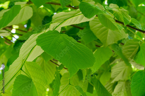 Bright green leaves of Tilia linden tree in spring Arboretum Park Southern Cultures in Sirius (Adler) Sochi. Selective focus. Nature concept