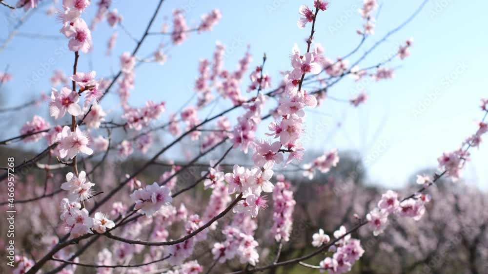 first trees to bloom early spring, cherry or Peach trees in blossom in an urban park. Spring Flowers Background. first trees to bloom early spring, cherry or Peach trees in blossom in an urban park. Spring Flowers Background.