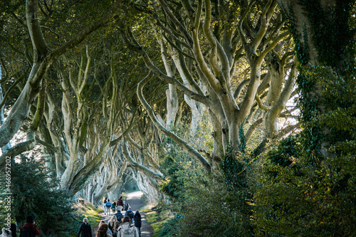 Dark Hedges, Irlanda del Norte