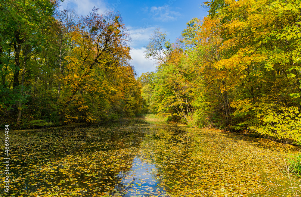 autumn lake in forest