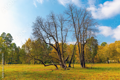 leafless tree on meadow in park