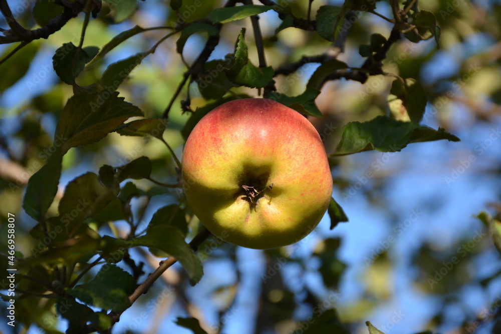 Ripe apple among the leaves on a tree branch.