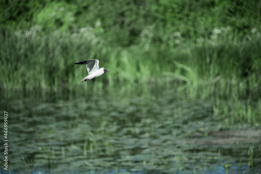 Flying gull on the river Kamenka, Suzdal