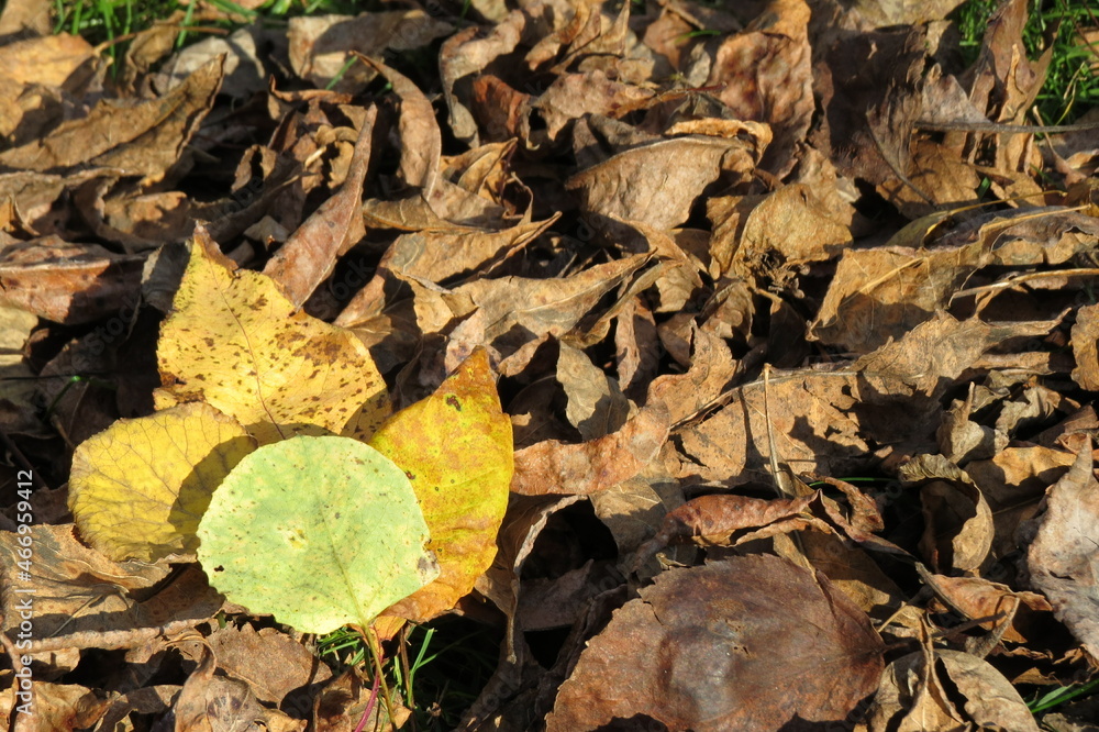 Yellow and Green Leaves on Top of Bed of Dried Brown Autumn Leaves on Ground Yellow and Green Leaves on Top of Bed of Dried Brown Autumn Leaves on Ground