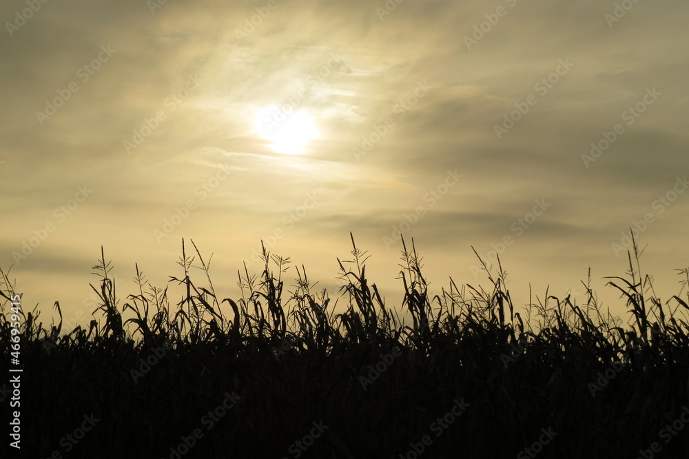 Silhouette of Autumn Cornfield under Morning Sunrise in Gray Cloudy Sky