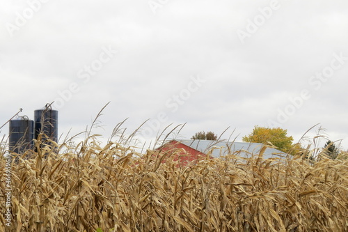 Country Farm with Red Barn and Dairy Silos behind Ripe Autumn Cornfield with Gray Cloudy Sky