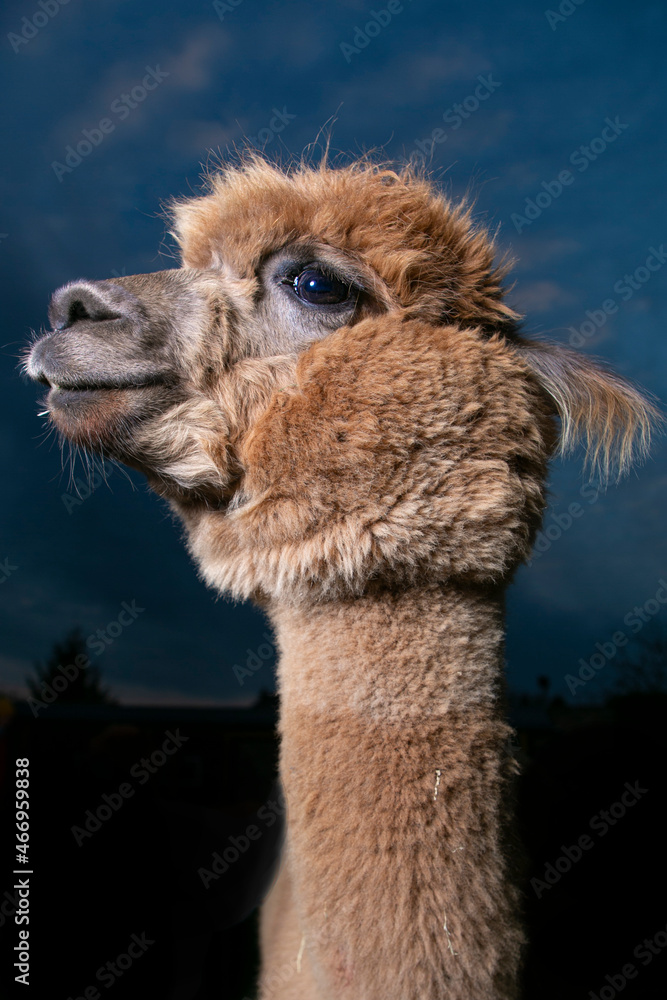 Fototapeta premium close up of a alpaca
