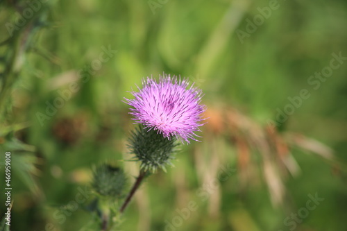 Pink-purple thistle flower. Cirsium. Blurred green background. High quality photo