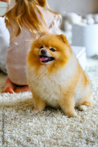 Cute Spitz sitting happy in a room decorated with New Year's decor