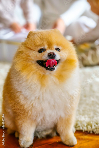 Cute muzzle of a brown puppy puppy, close-up