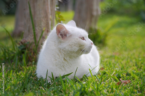 white cat on green grass  © Photobank