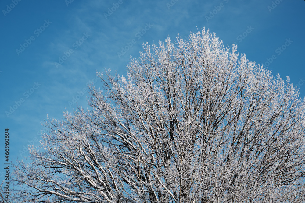 white branches of a large oak covered with hoarfrost against a bright blue sky on a bright frosty sunny day white branches of a large oak covered with hoarfrost against a bright blue sky on a bright frosty sunny day
