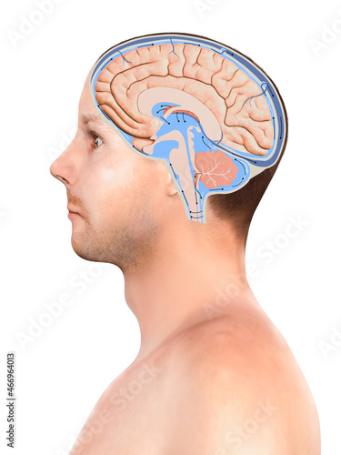 Diagram Illustrating Cerebrospinal Fluid CSF in the Brain Central Nervous System. Brain structure,2d graphic, photo