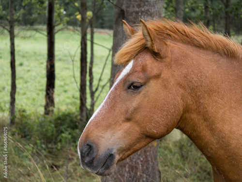 Portrait of brown horse head on the nature. Wild horse.