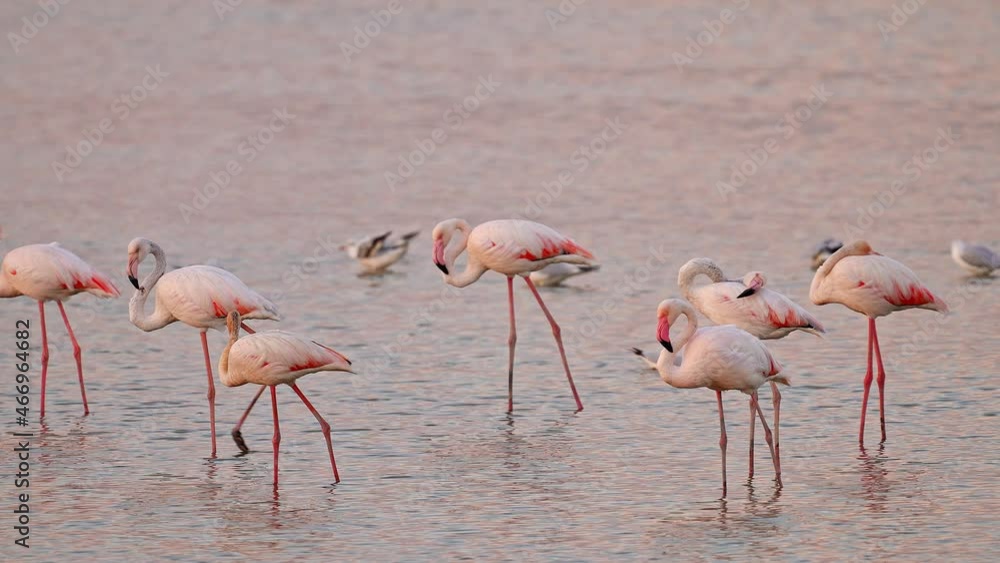 Greater Flamingo (Phoenicopterus roseus) standing in the water Greater Flamingo (Phoenicopterus roseus) standing in the water