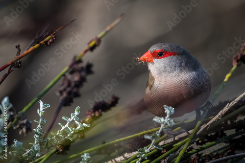 Closeup of the common waxbill. Estrilda astrild. photo