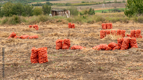 Sacks with fresh gathered onion on the field