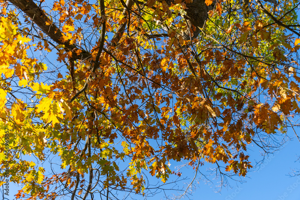 Schaan, Liechtenstein, October 14, 2021 Colorful leaves hanging on a branch at fall
