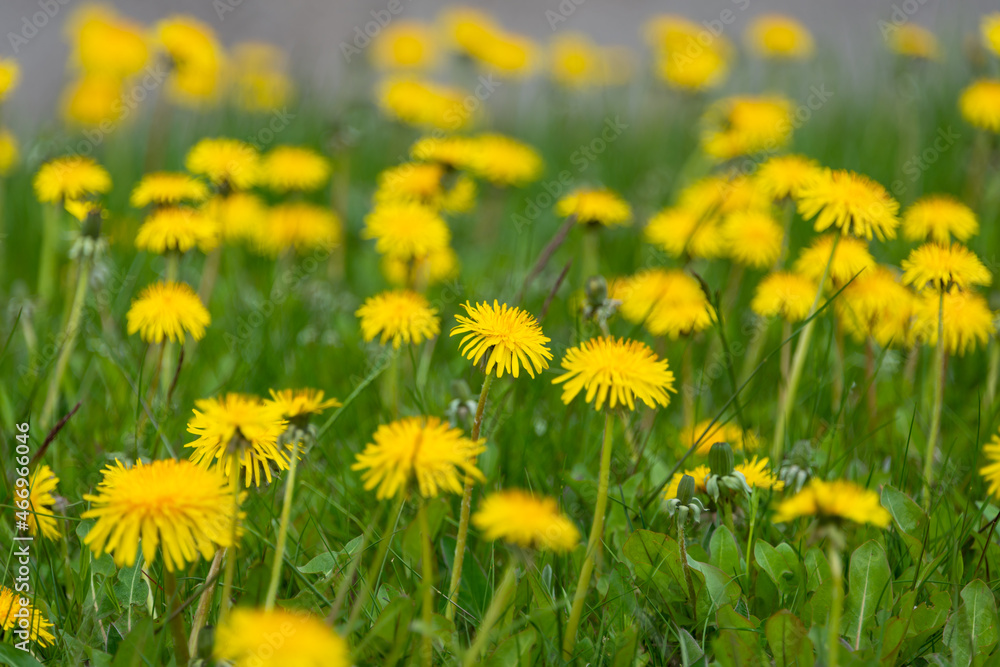 A close-up of a bunch of wild yellow dandelion flowers in a vibrant green grassy field. The long stemmed weed blooms are seed and pollen producers. The flower heads are yellow with long petals. A close-up of a bunch of wild yellow dandelion flowers in a vibrant green grassy field. The long stemmed weed blooms are seed and pollen producers. The flower heads are yellow with long petals.