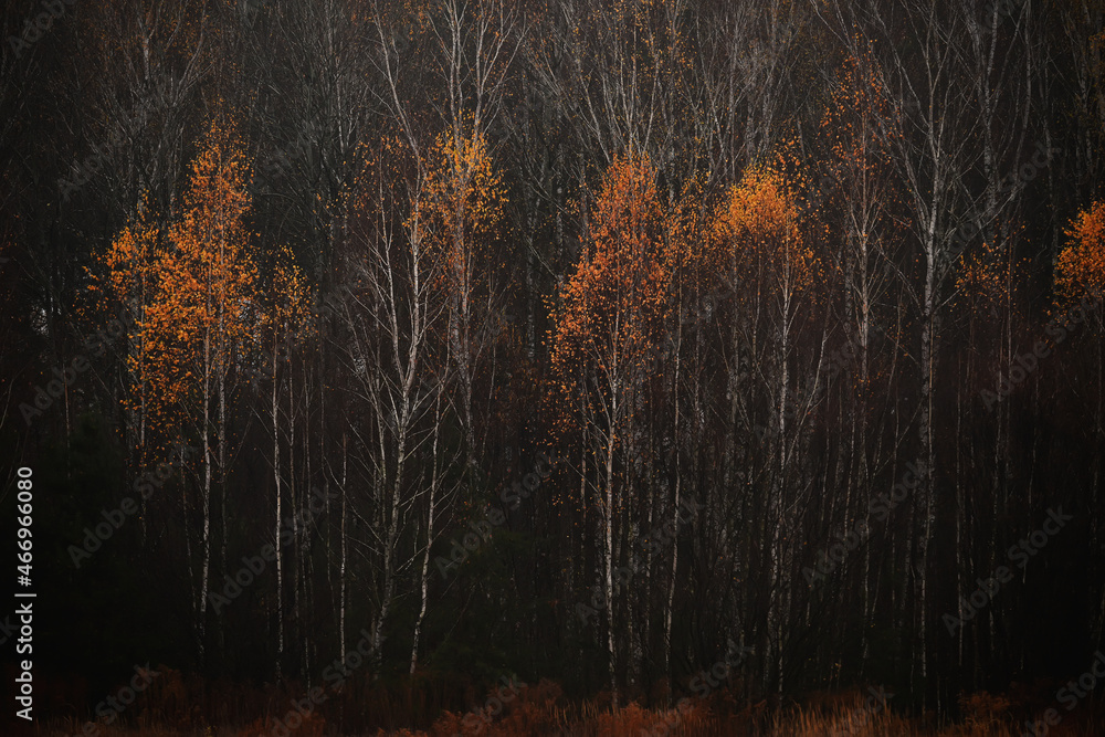 Autumn landscape of birch forest in late autumn. Dark autumn photo.