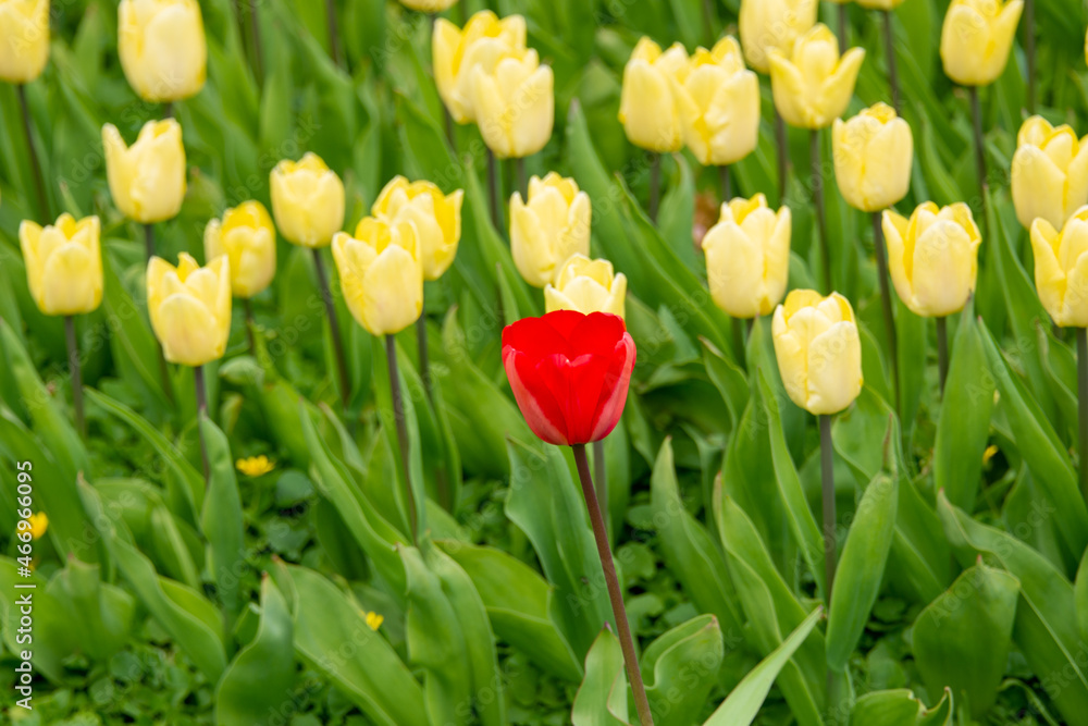 A bed of yellow tulips growing in a bed or garden in a park. There's green grass in the foreground. The bulbed flowers are vibrant yellow with some red stripes. The leaves are vibrant green and tall. A bed of yellow tulips growing in a bed or garden in a park. There's green grass in the foreground. The bulbed flowers are vibrant yellow with some red stripes. The leaves are vibrant green and tall.