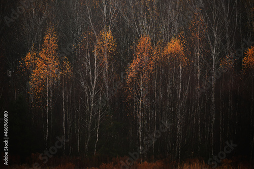 Autumn landscape of birch forest in late autumn. Dark autumn photo.