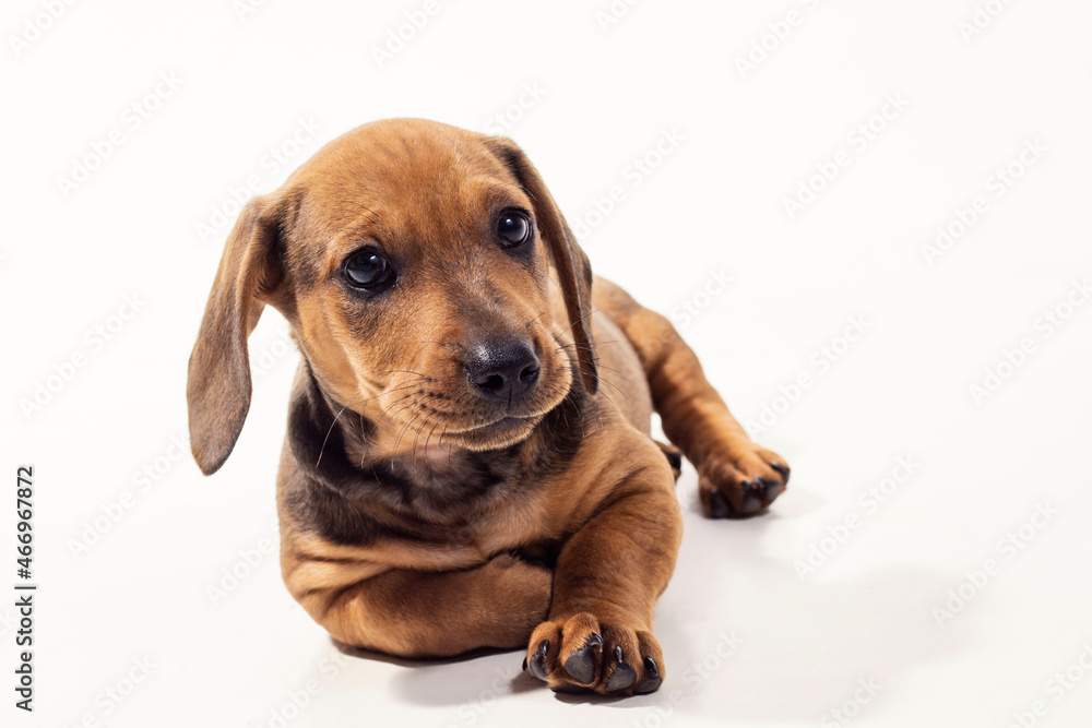 dachshund, basset, cão, cachorro, dog, linguisinha, filhote, ração, sausage, puppy, feed, marrom, fofinho, filhotinho, 