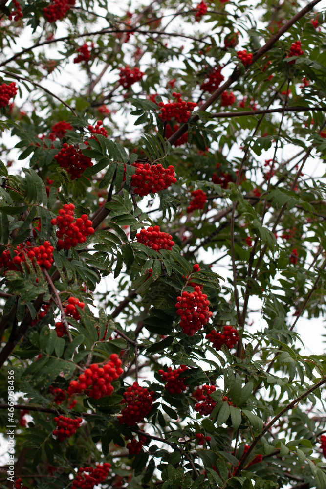 Red berries in the fall, winter berries, mountain ash, sorbus Americana, Christmas theme