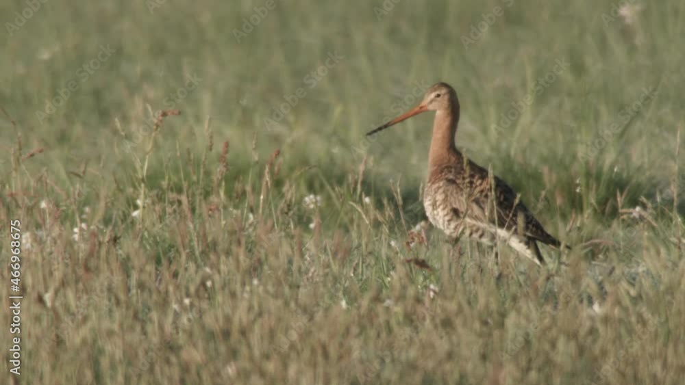 blackmailed godwit in the duemmer basin, germany blackmailed godwit in the duemmer basin, germany