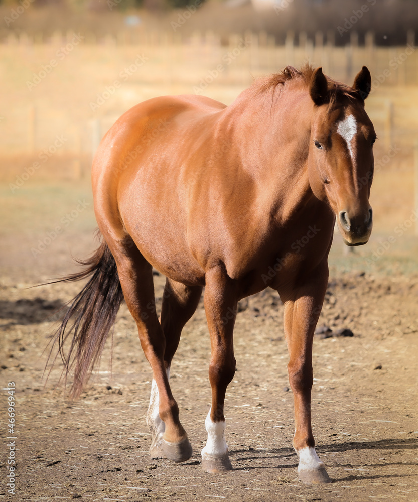 Fototapeta premium portrait of a brown horse