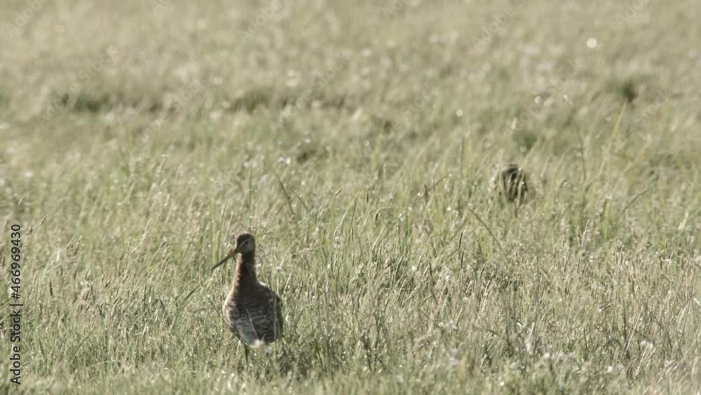 blackmailed godwit in the duemmer basin, germany blackmailed godwit in the duemmer basin, germany