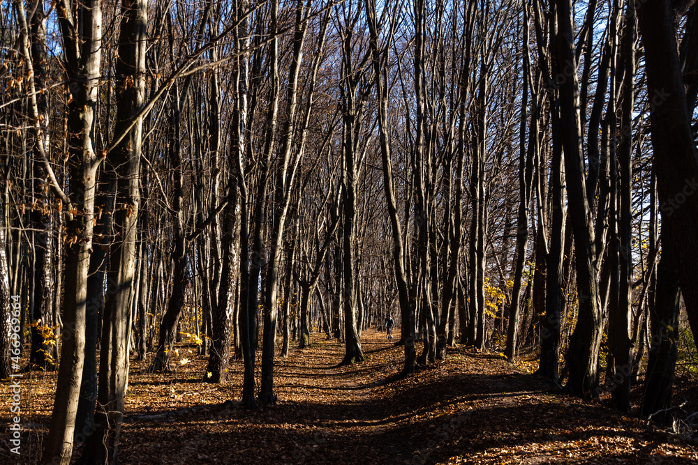 Fototapeta premium Jesień na Podlasiu, Polska