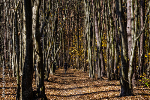 Fototapeta Naklejka Na Ścianę i Meble -  Jesień na Podlasiu, Polska