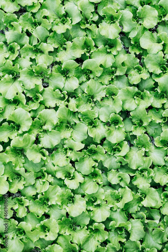 Close up sur des plants de salade - Arrière plan végétal coloré photo