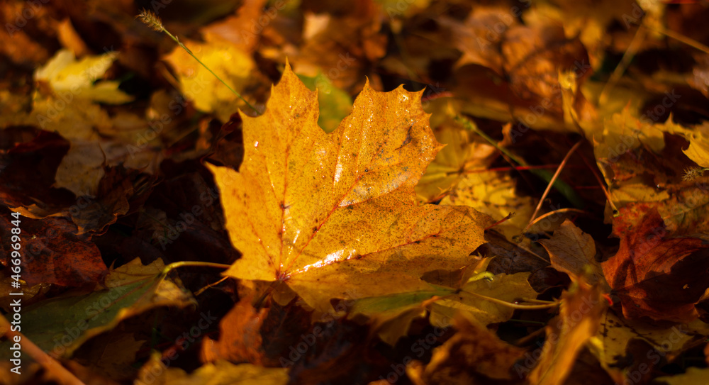 autumn yellow leaves on the ground autumn yellow leaves on the ground