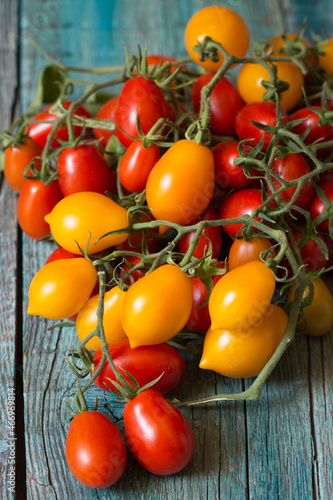 The yellow and red Piennolo of Vesuvius or simply Vesuvian Tomato, on a blue wood background. Piennolo is a cluster tomato grown in Naples, Italy.
