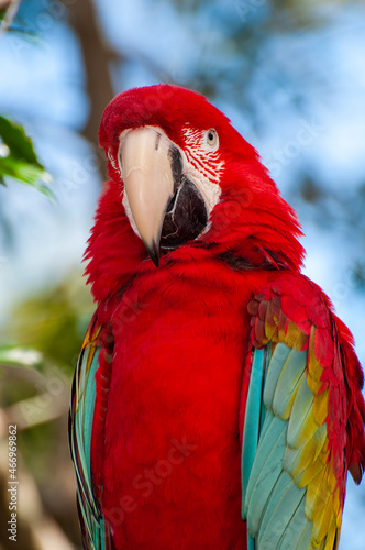 red and blue macaw © RHC Photography