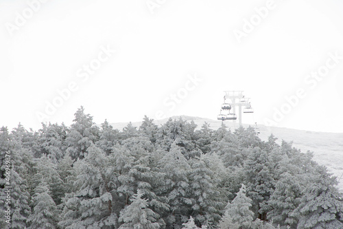 Ski resort with snow and trees