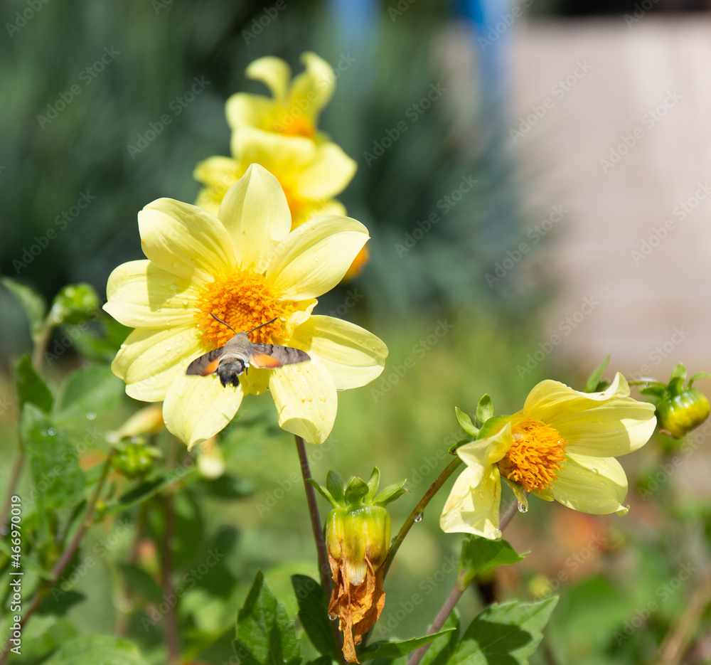 a small hummingbird collects pollen from a beautiful flower in an old park in summer a small hummingbird collects pollen from a beautiful flower in an old park in summer