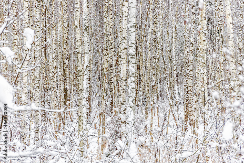 Winter birch forest after the recent snowfall Winter birch forest after the recent snowfall
