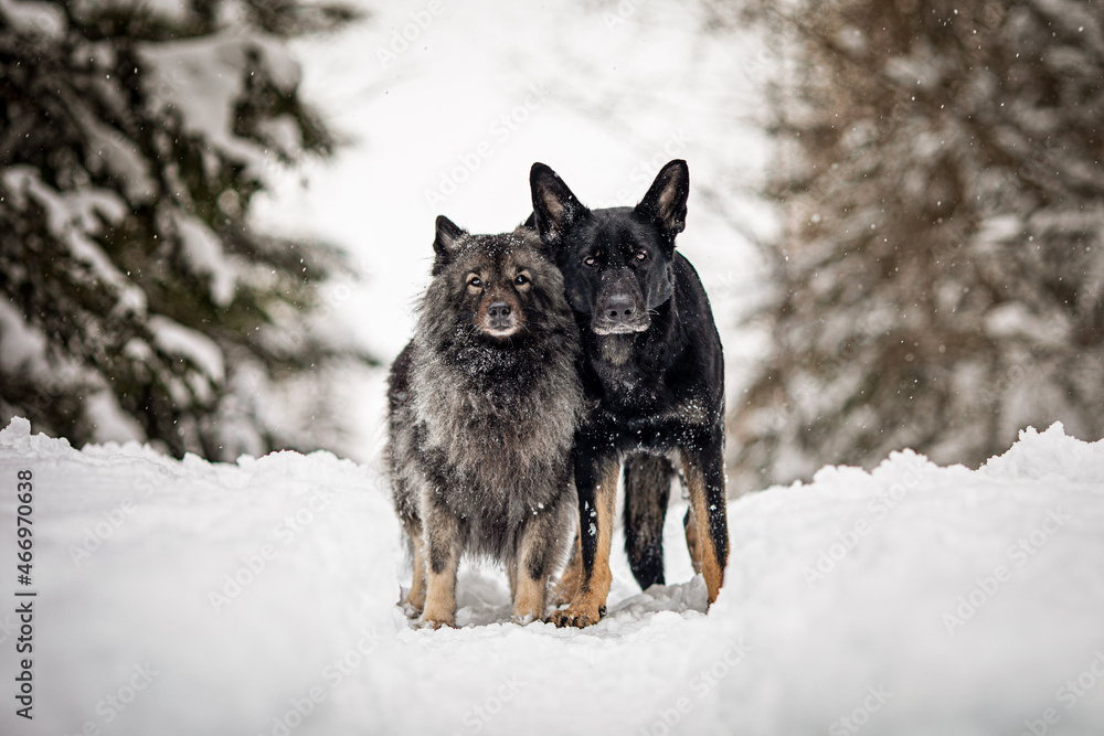 Freunde im Winter Freunde im Winter
