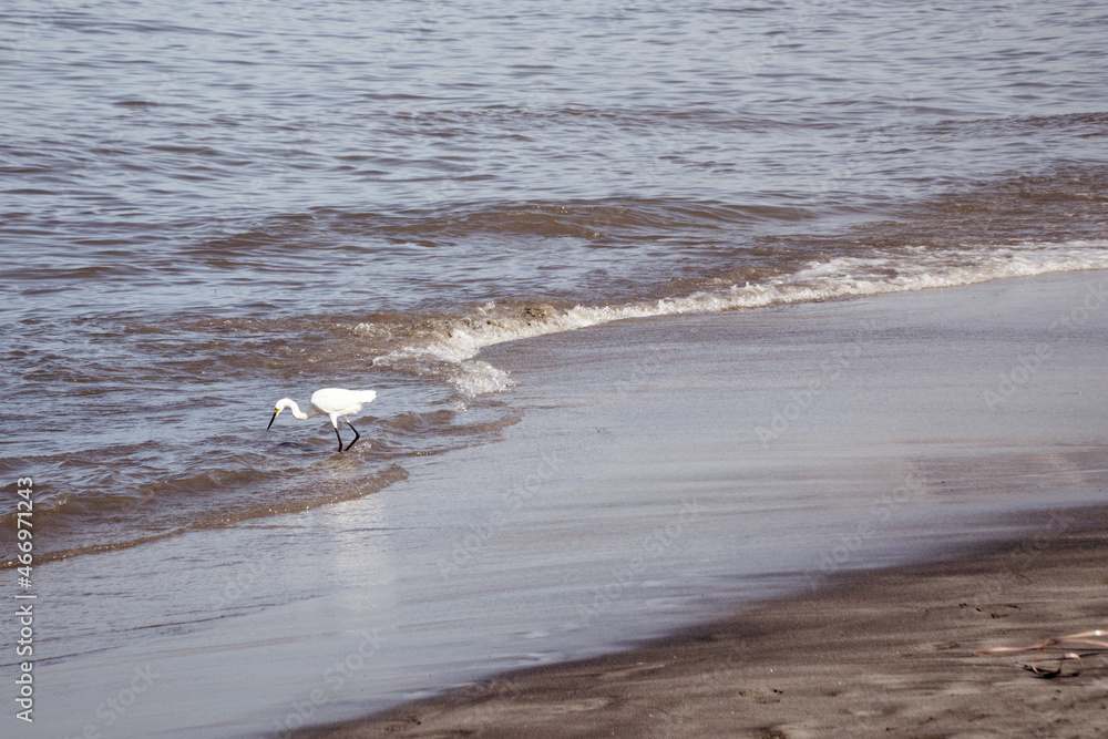 Egret bird on the seashore in Santa Marta, Magdalena, Colombia. Egret bird on the seashore in Santa Marta, Magdalena, Colombia.