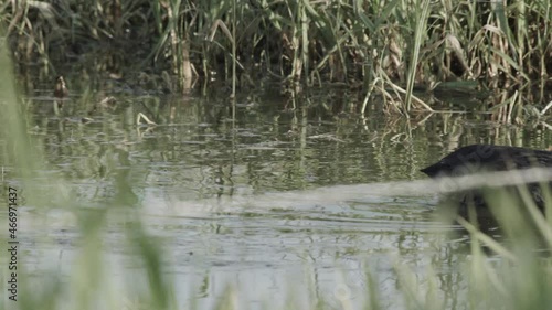 coot with offspring in springtime photo