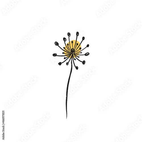 Dandelion flower botanical illustration. Vector line art.