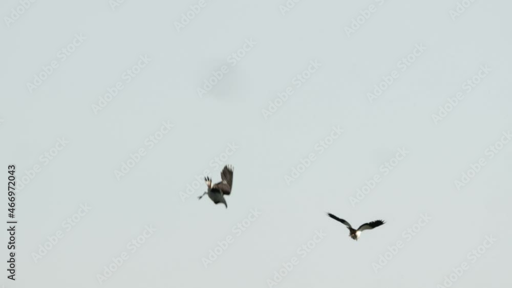 Lapwings in the duemmer basin, germany Lapwings in the duemmer basin, germany