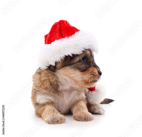 One dog in a Christmas hat.