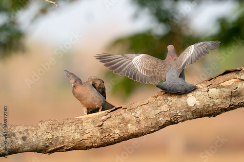 The picazuro pigeon (Patagioenas picazuro) photo