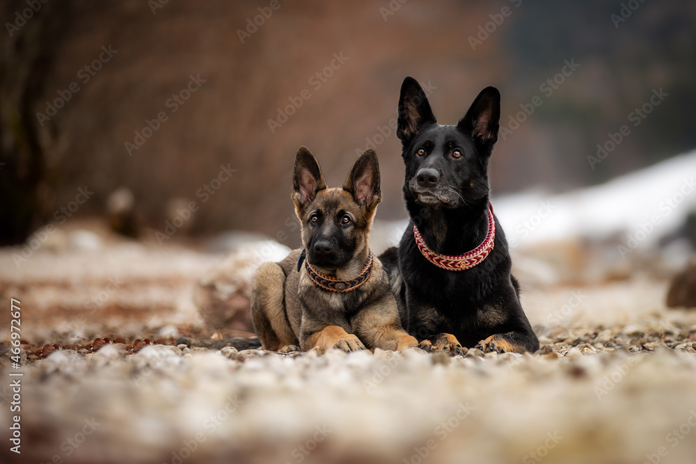 Schäferhunde Schäferhunde