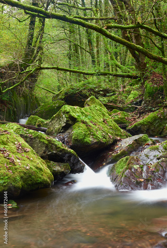 Fototapeta Naklejka Na Ścianę i Meble -  río de pequeño entre bosque frondoso